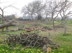 Tricase - Lavori messa in sicurezza del Boschetto delle Vallonee 