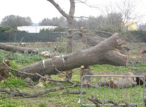 Tricase - Lavori messa in sicurezza del Boschetto delle Vallonee 