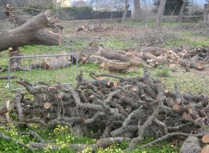 Tricase - Lavori messa in sicurezza del Boschetto delle Vallonee 