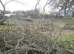 Tricase - Lavori messa in sicurezza del Boschetto delle Vallonee 