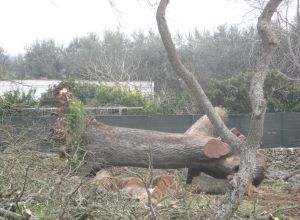 Tricase - Lavori messa in sicurezza del Boschetto delle Vallonee 