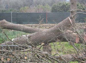 Tricase - Lavori messa in sicurezza del Boschetto delle 

Vallonee 