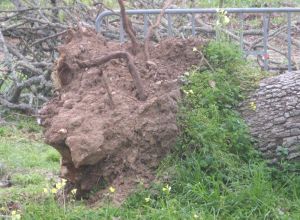 Tricase - Lavori messa in sicurezza del Boschetto delle 

Vallonee 