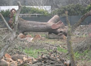 Tricase - Lavori messa in sicurezza del Boschetto delle Vallonee 