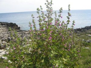 I colori della primavera tricasina