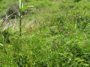 I colori della primavera tricasina