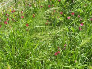 I colori della primavera tricasina