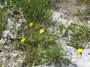 I colori della primavera tricasina