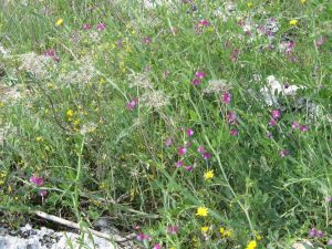 I colori della primavera tricasina