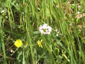 I colori della primavera tricasina