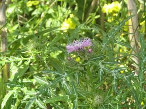 I colori della primavera tricasina