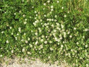 I colori della primavera tricasina