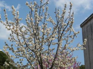 I colori della primavera tricasina