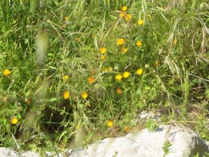 I colori della primavera tricasina