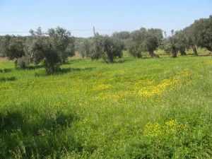 I colori della primavera tricasina