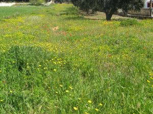 I colori della primavera tricasina