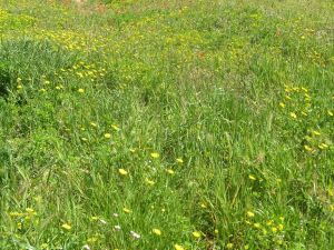 I colori della primavera tricasina