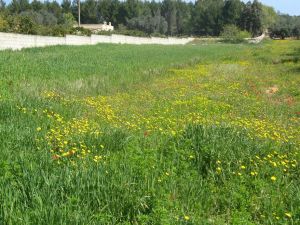 I colori della primavera tricasina