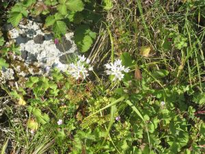 I colori della primavera tricasina