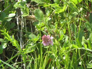 I colori della primavera tricasina