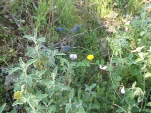 I colori della primavera tricasina