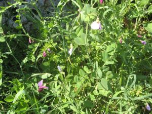 I colori della primavera tricasina