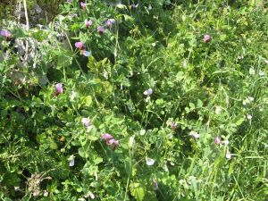 I colori della primavera tricasina