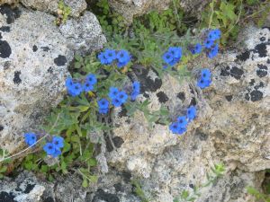 I colori della primavera tricasina