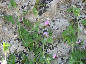 I colori della primavera tricasina