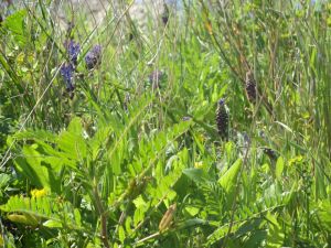 I colori della primavera tricasina