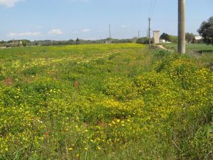 I colori della primavera tricasina