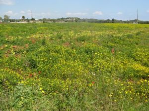 I colori della primavera tricasina