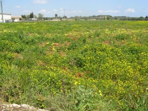 I colori della primavera tricasina