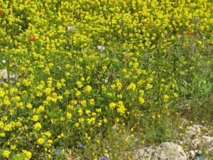 I colori della primavera tricasina