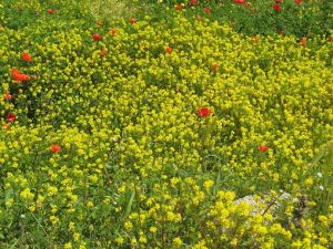 I colori della primavera tricasina