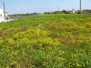 I colori della primavera tricasina