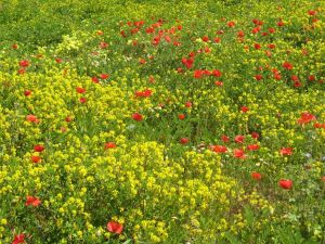 I colori della primavera tricasina