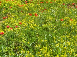 I colori della primavera tricasina