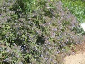 I colori della primavera tricasina