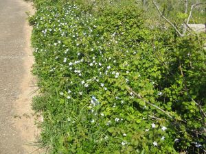 I colori della primavera tricasina