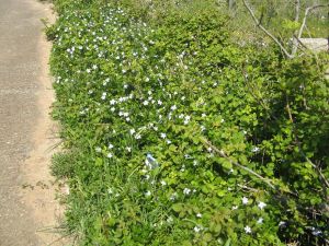 I colori della primavera tricasina