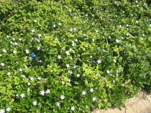 I colori della primavera tricasina