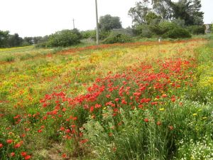 I colori della primavera tricasina