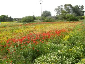 I colori della primavera tricasina