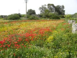 I colori della primavera tricasina