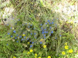 I colori della primavera tricasina