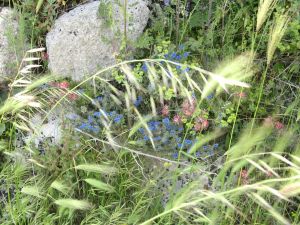 I colori della primavera tricasina