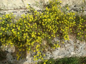 I colori della primavera tricasina