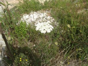 I colori della primavera tricasina