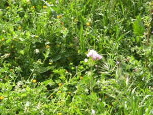 I colori della primavera tricasina